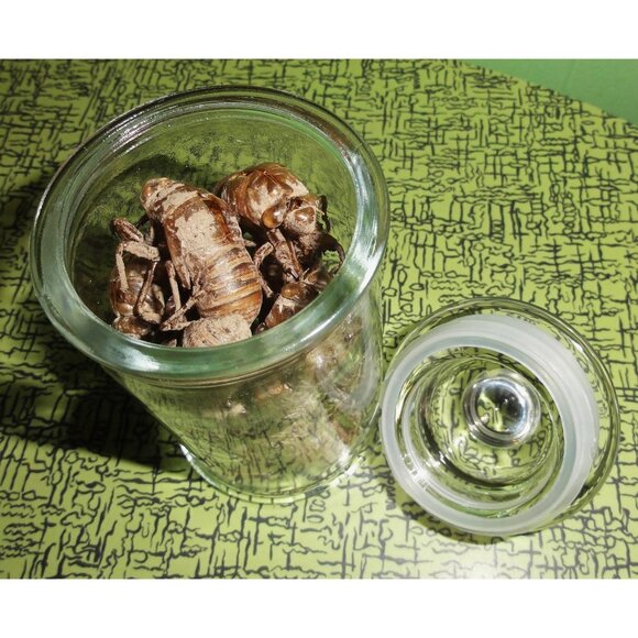 Glass Apothecary Oddity Jar with 13 Large Cicada Skins curiosity witchy goth - Picture 11 of 12